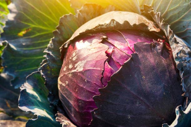 خرید و قیمت کلم برگ قرمز + فروش عمده